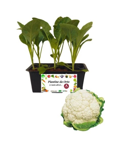 Cavolfiore 6 Piantine