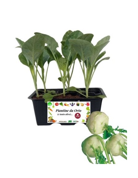 Cavolo Rapa pack da 6 Piantine