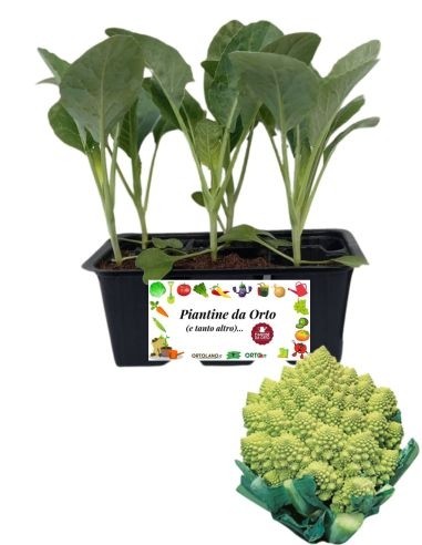 Cavolfiore Romanesco 6 Piantine
