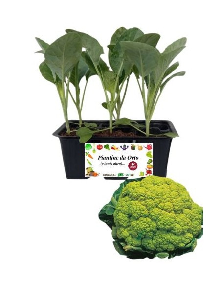 Cavolfiore Verde pack da 6 Piantine