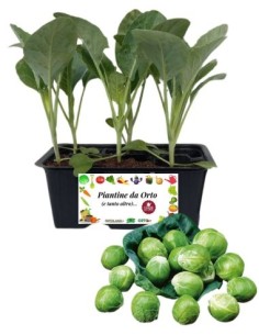 Cavolo di Bruxelles pack da 6 Piantine
