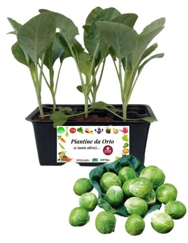 Cavolo di Bruxelles 6 Piantine