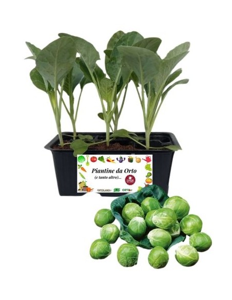 Cavolo di Bruxelles pack da 6 Piantine