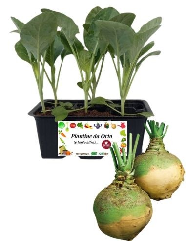 Grünkohl, 6er-Packung