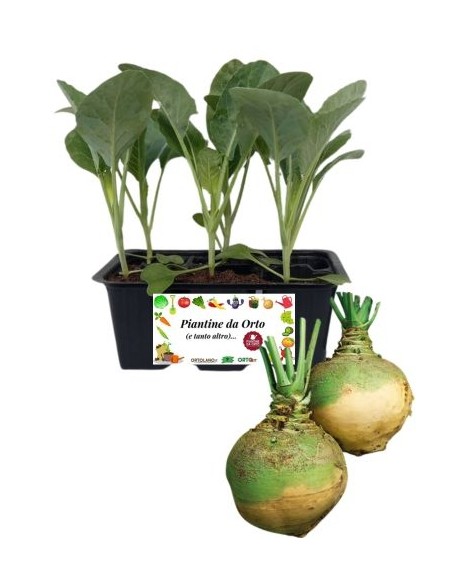 Cavolo Navone pack da 6 Piantine