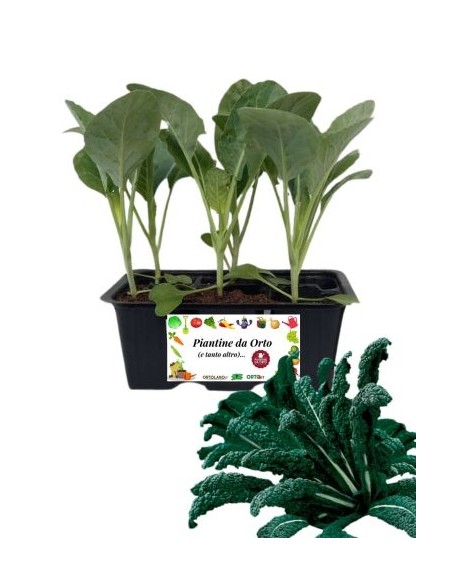 Cavolo Laciniato Nero di Toscana pack da  6 Piantine