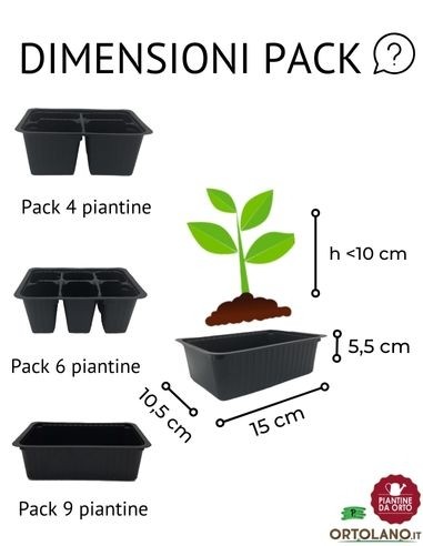 Cavolo Laciniato Nero di Toscana pack da  6...