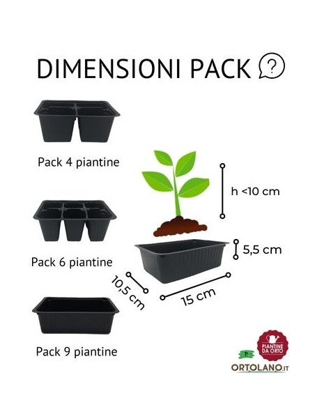 Cavolo Laciniato Nero di Toscana pack da  6 Piantine