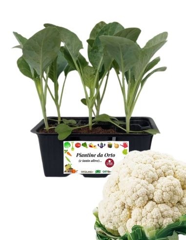 Mittelfrüher Blumenkohl, 6er-Packung Setzlinge