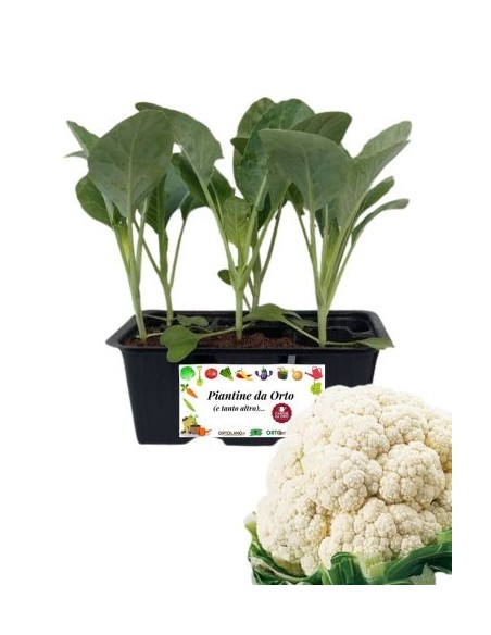 Mittelfrüher Blumenkohl, 6er-Packung Setzlinge