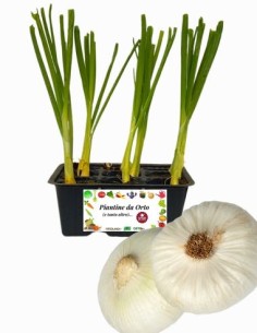 Cipolla Bianca Piatta pack da 9 Piantine