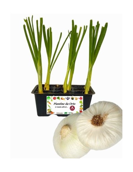 Cipolla Bianca Piatta pack da 9 Piantine