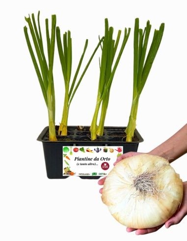 Giarratana-Zwiebel, 9er-Packung Setzlinge