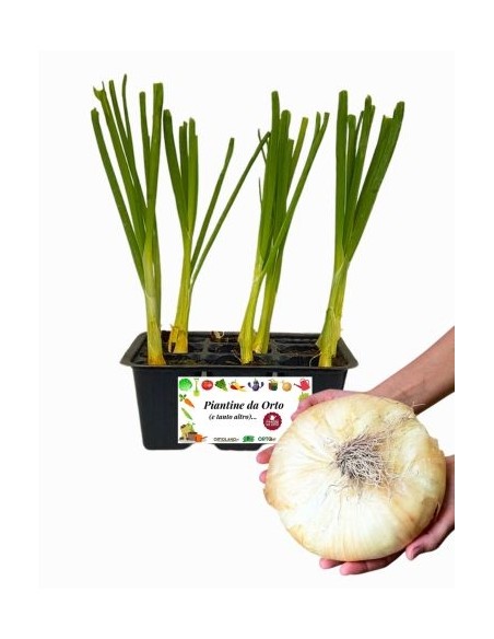 Giarratana-Zwiebel, 9er-Packung Setzlinge