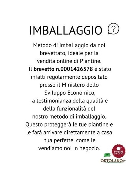 Cipolla Giarratana pack da 9 Piantine