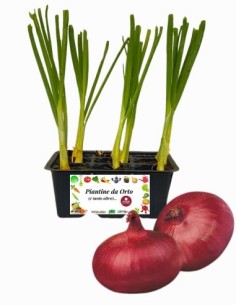 Cipolla Rossa Piatta pack da 9 Piantine