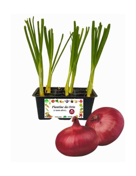 Cipolla Rossa Piatta pack da 9 Piantine