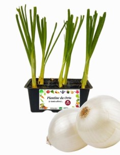Cipolla Bianca pack da 9 Piantine