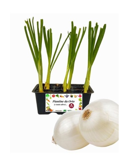Cipolla Bianca pack da 9 Piantine