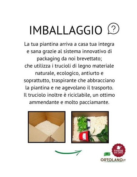 Cipolla Bianca pack da 9 Piantine