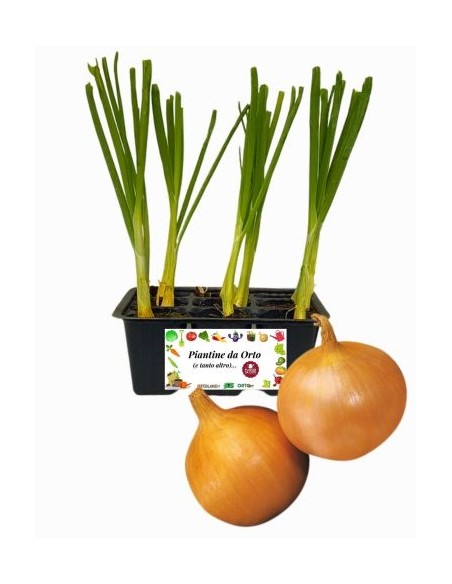Cipolla Dorata pack da  9 Piantine