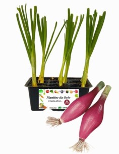 Cipolla Rossa Fiascona pack da 9 Piantine