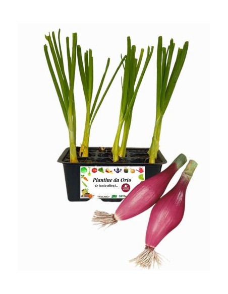 Cipolla Rossa Fiascona pack da 9 Piantine