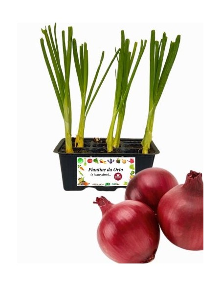 Cipolla Rossa pack da 9 Piantine