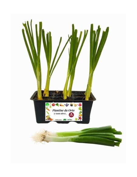 Cipollotto Bianco 9 Piantine