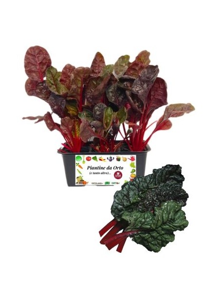 Costa Rossa pack da  6 Piantine