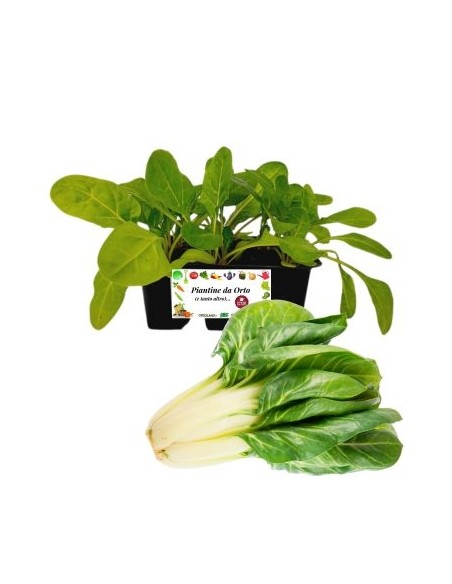 Coste pack da 6 Piantine