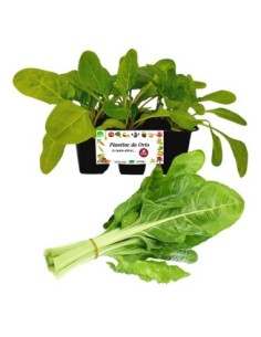 Erbette pack da 6 Piantine