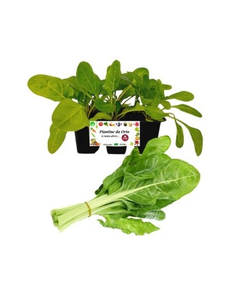 Erbette pack da 6 Piantine