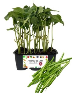 Fagiolino pack da 6 Piantine
