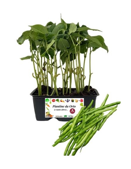 Fagiolino pack da 6 Piantine