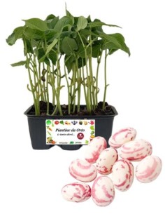 Fagiolo Borlotto pack da 6 Piantine