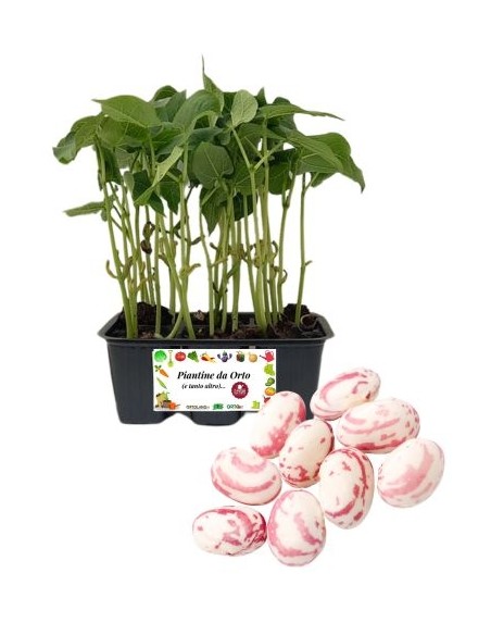 Fagiolo Borlotto pack da 6 Piantine
