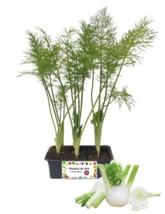 Finocchio pack da 9 Piantine