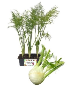 Finocchio Medio Precoce pack da 9 Piantine