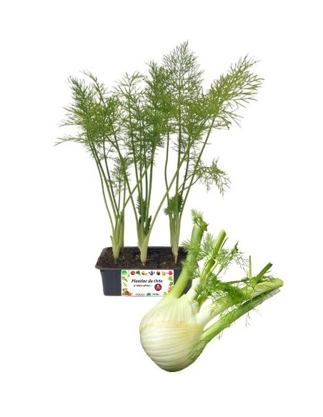 Finocchio Medio Precoce pack da 9 Piantine