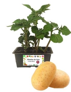 Kartoffelpackung mit 4 Setzlingen