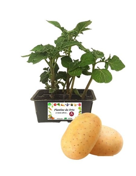 Kartoffelpackung mit 4 Setzlingen