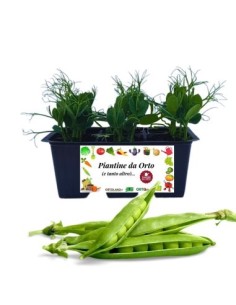 Pisello pack da 6 Piantine