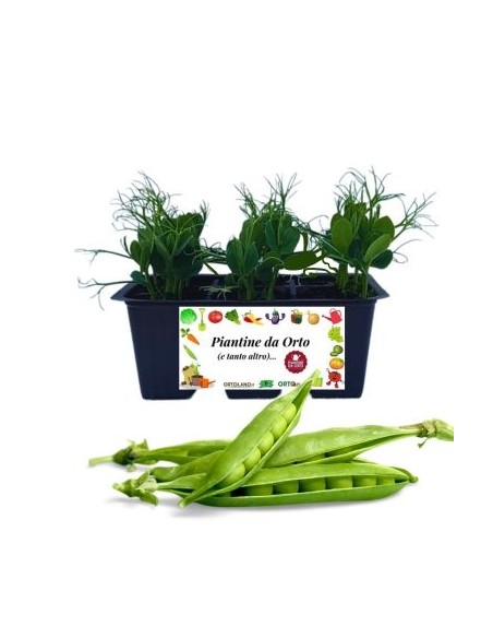 Erbsenpackung mit 6 Setzlingen