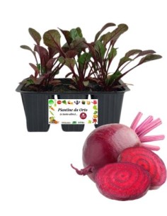 Rapa Rossa pack da 6 Piantine
