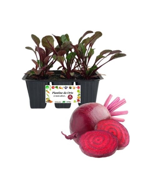 Rapa Rossa pack da 6 Piantine