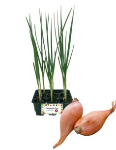 Scalogno pack da 9 Piantine