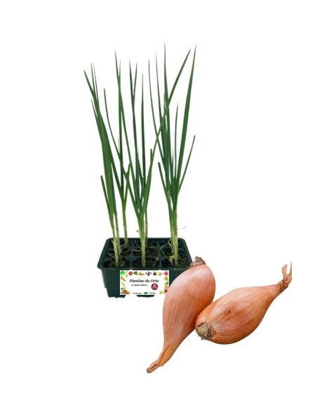 Scalogno pack da 9 Piantine