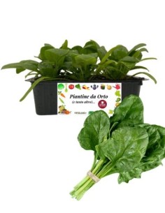 Spinacio pack da 9 Piantine