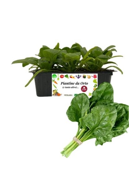 Spinacio pack da 9 Piantine